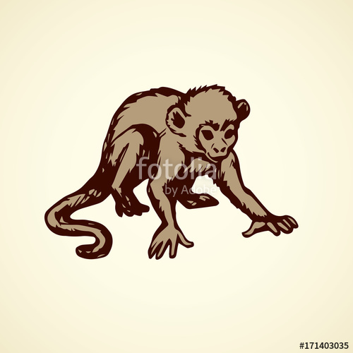 500x500 Chimpanzee. Vector Illustration Stock Image And Royalty Free