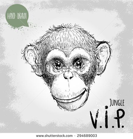 450x470 Hand Drawn Sketch Style Illustration Of Monkey Face. Jungle Vip