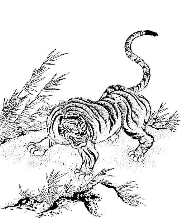 600x698 South China Tiger Vector Over Millions Vectors, Stock Photos, Hd