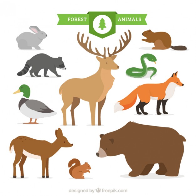 626x626 Deer Vectors, Photos And Psd Files Free Download