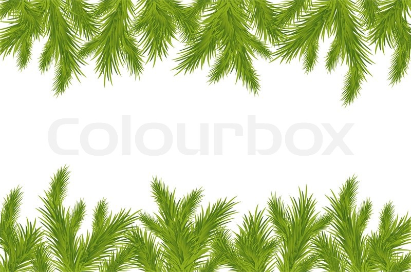 800x531 Branch Of Christmas Tree, Isolated On White Background, Vector
