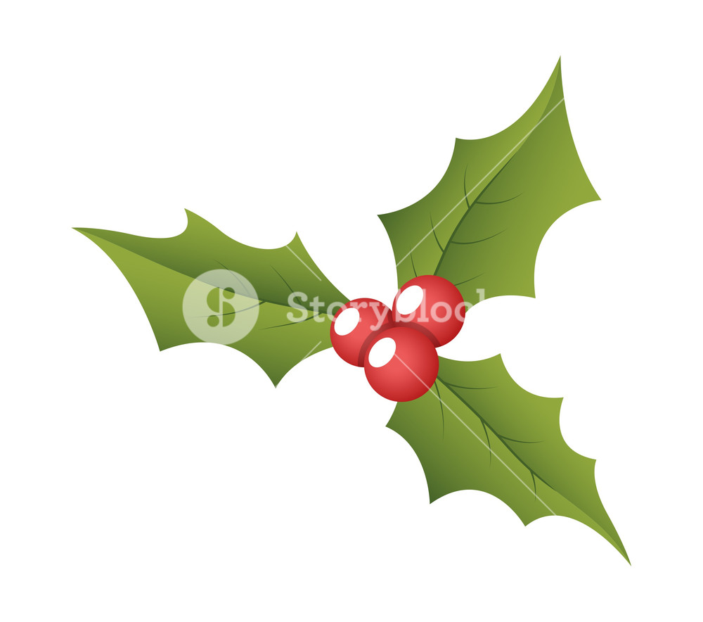 1000x884 Christmas Holy Leaves Vector Royalty Free Stock Image
