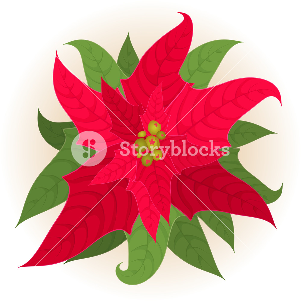 1000x1000 Christmas Star. Vector. Royalty Free Stock Image