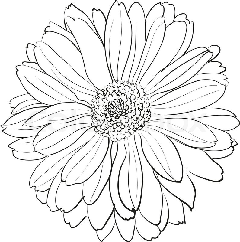 795x800 Chrysanthemum Flower On White Background. Vector Illustration