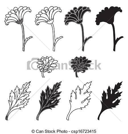450x470 Chrysanthemum Flowers And Leaves Isolated Over White.