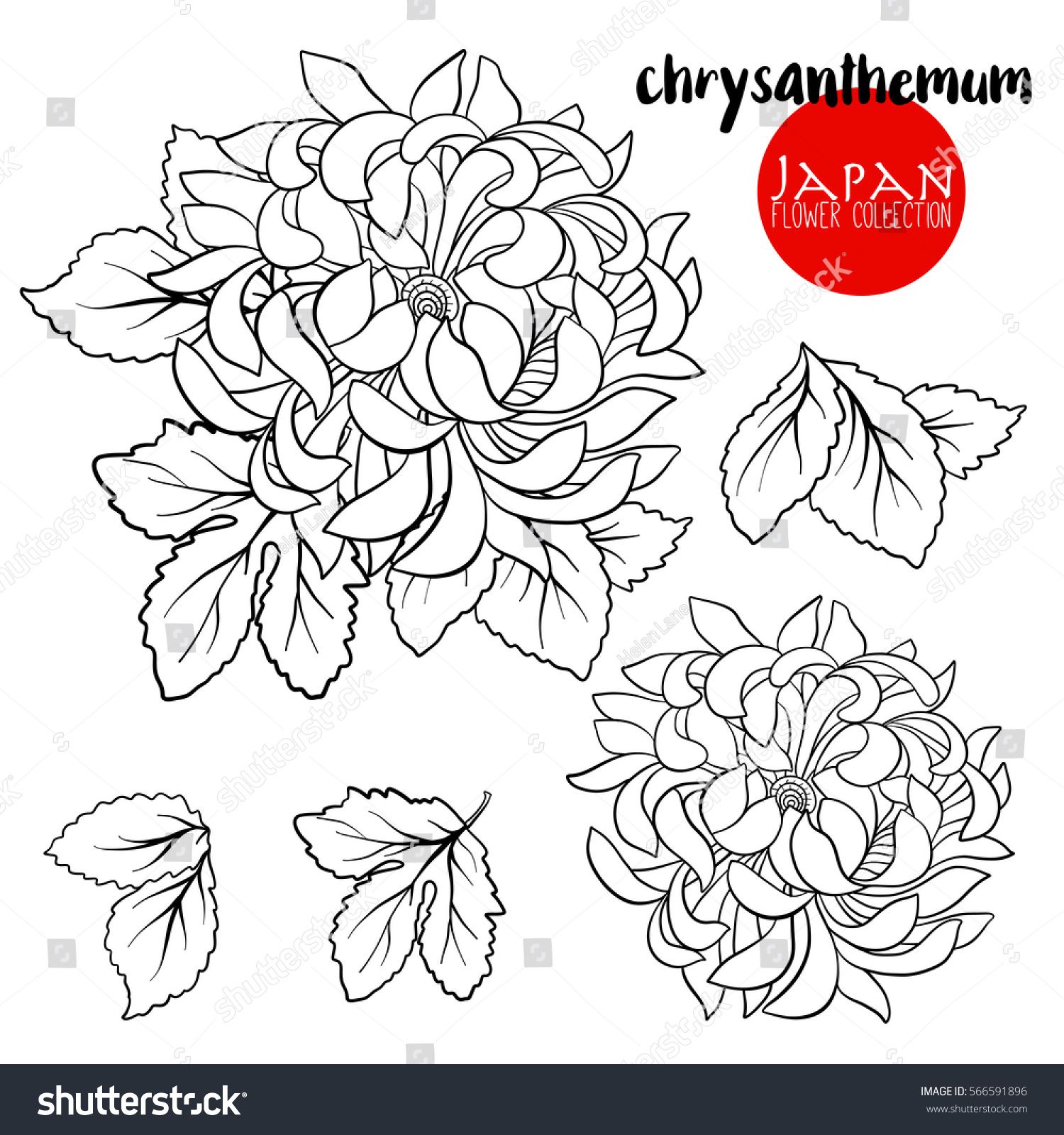 1500x1600 Chrysanthemum Flowers. Stock Line Vector Illustration Botanic
