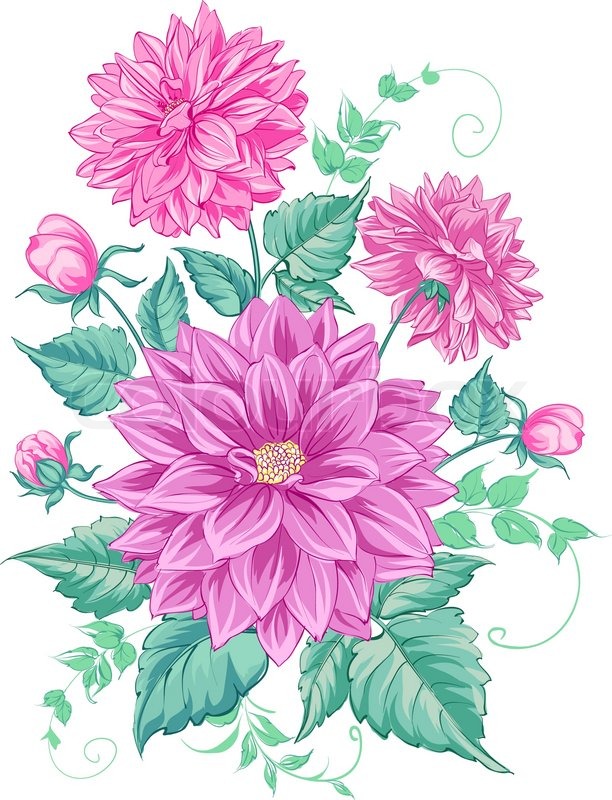 612x800 Chrysanthemum Isolated Over White. Vector Illustration. Stock