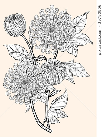 336x450 Chrysanthemum Vector On Brown Background.