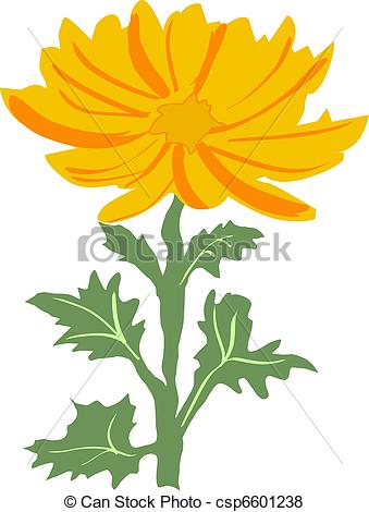 339x470 Illustration Of Chrysanthemum.