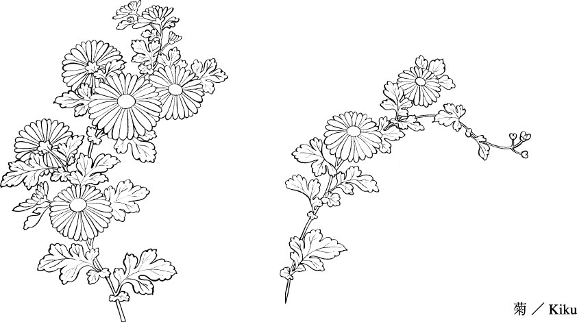 842x470 Vector Line Drawing Of Flowers 31(Chrysanthemum) Free Vector 4vector
