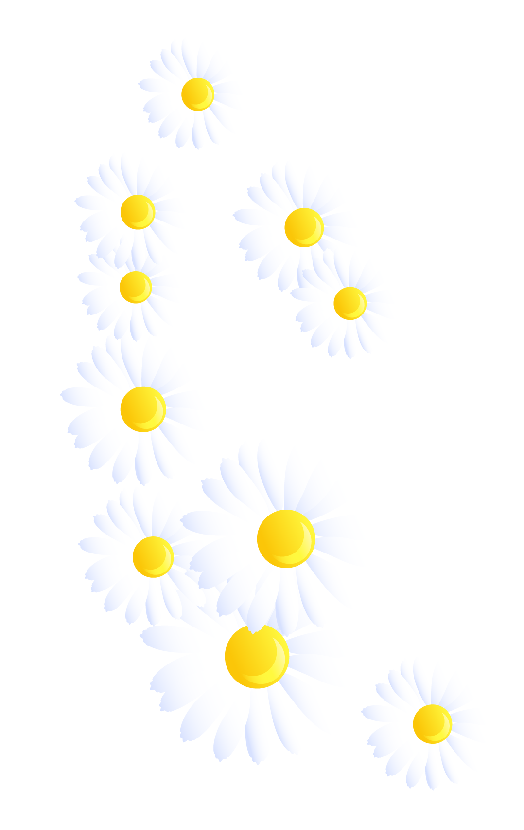 1078x1705 Yellow White Chrysanthemum