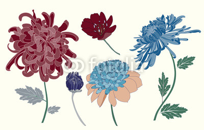 400x254 Chrysanthemum Vector Flower Element Set Buy Photos Ap Images