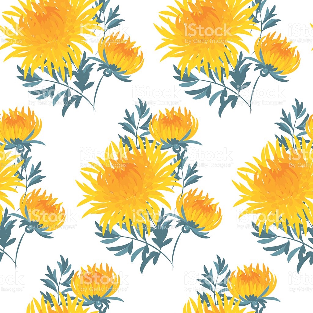 1024x1024 Chrysanthemum Clipart Vector