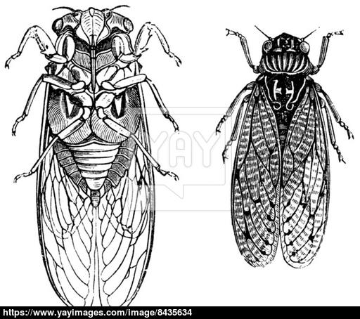512x454 Cicada Or Cicadidae Or Tettigarctidae Vintage Engraving Vector