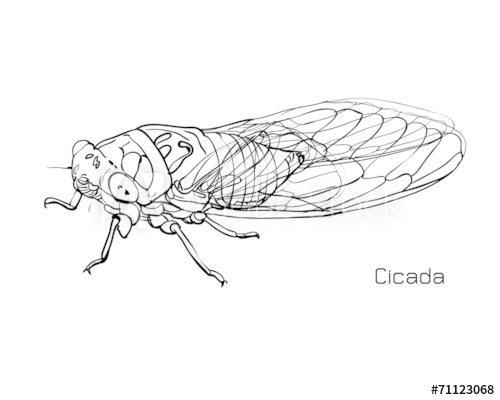 500x400 Drawing Of Cicada