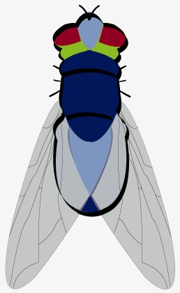 258x420 Insect, Cicada, Cool Png And Vector For Free Download