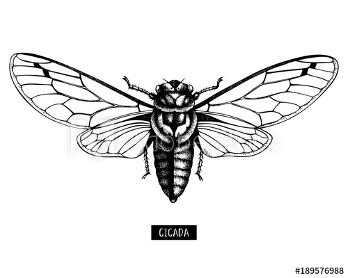 500x400 Vector Illustration Of Hand Drawn Cicada Sketch. Vintage Engraved