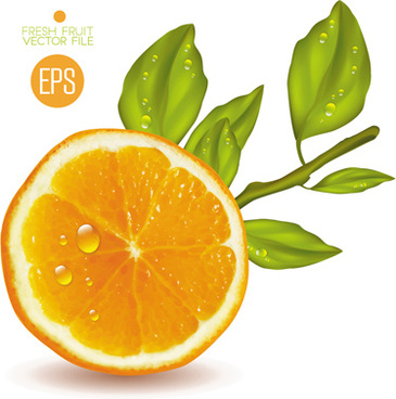 365x368 Citrus Vector Free Free Vector Download (79 Free Vector) For