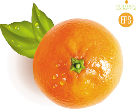 443x355 Fresh Fruit Citrus Vector Set Free Vector In Encapsulated