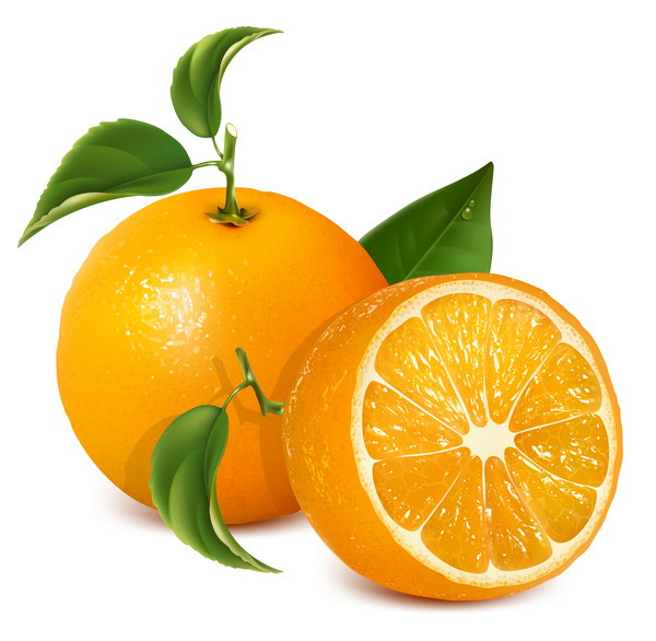 600x586 Realistic Citrus Vector Illustration 03 Free Download