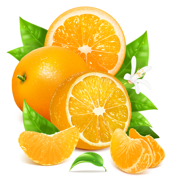 600x640 Realistic Citrus Vector Illustration 05 Free Download