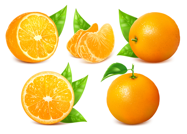 600x431 Realistic Citrus Vector Illustration 06 Free Download
