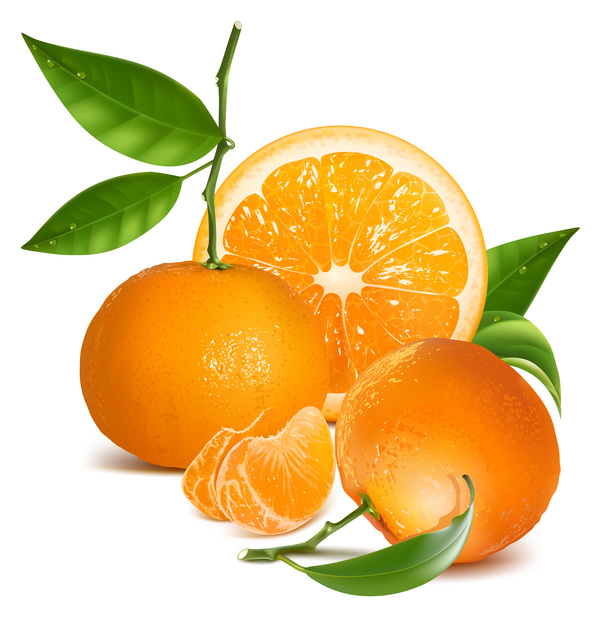 600x622 Realistic Citrus Vector Illustration 07 Free Download