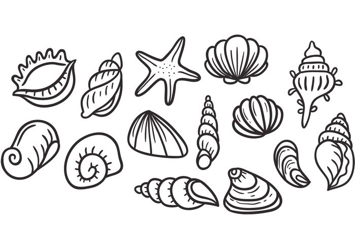 Clam Shell Vector at GetDrawings | Free download