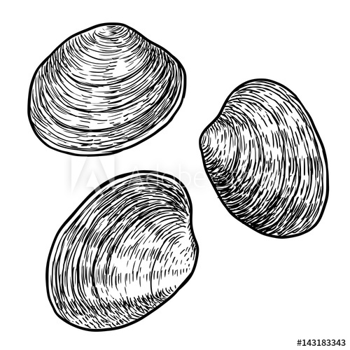 500x500 Edible Clam Illustration, Drawing, Engraving, Ink, Line Art