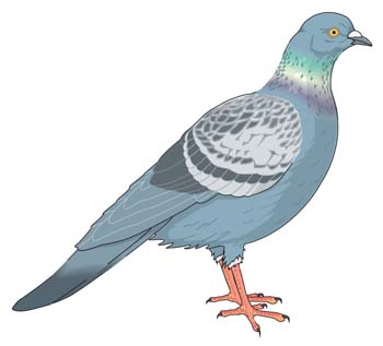 350x317 Pigeon Vector 5 Free Vectors Ui Download