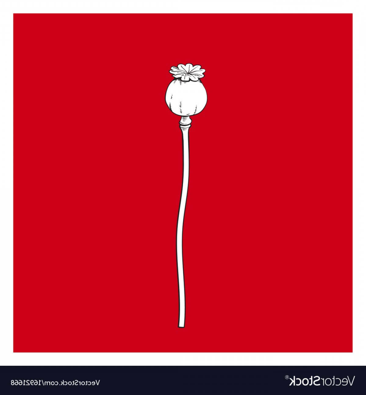 1200x1296 Black And White Poppy Flower Stem Closed Vector Lazttweet