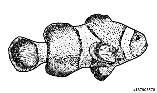 500x298 Clown Fish Illustration, Drawing, Engraving, Ink, Line Art, Vector