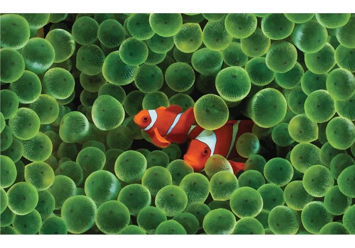 700x490 Clown Fish Free Vector Art