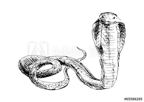 500x357 Hand Drawing A Cobra. Vector Illustration