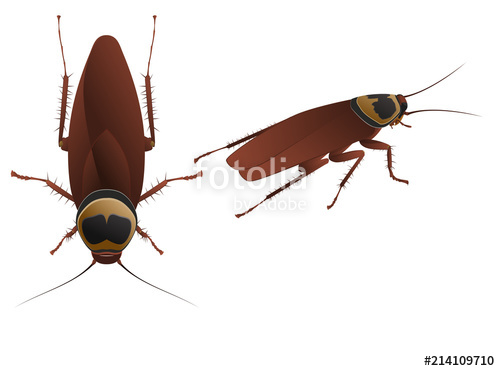 500x371 Cockroach Vector Illustration Isolated On White Background Stock