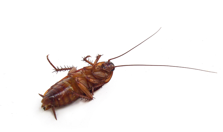 742x439 Dead German Cockroach
