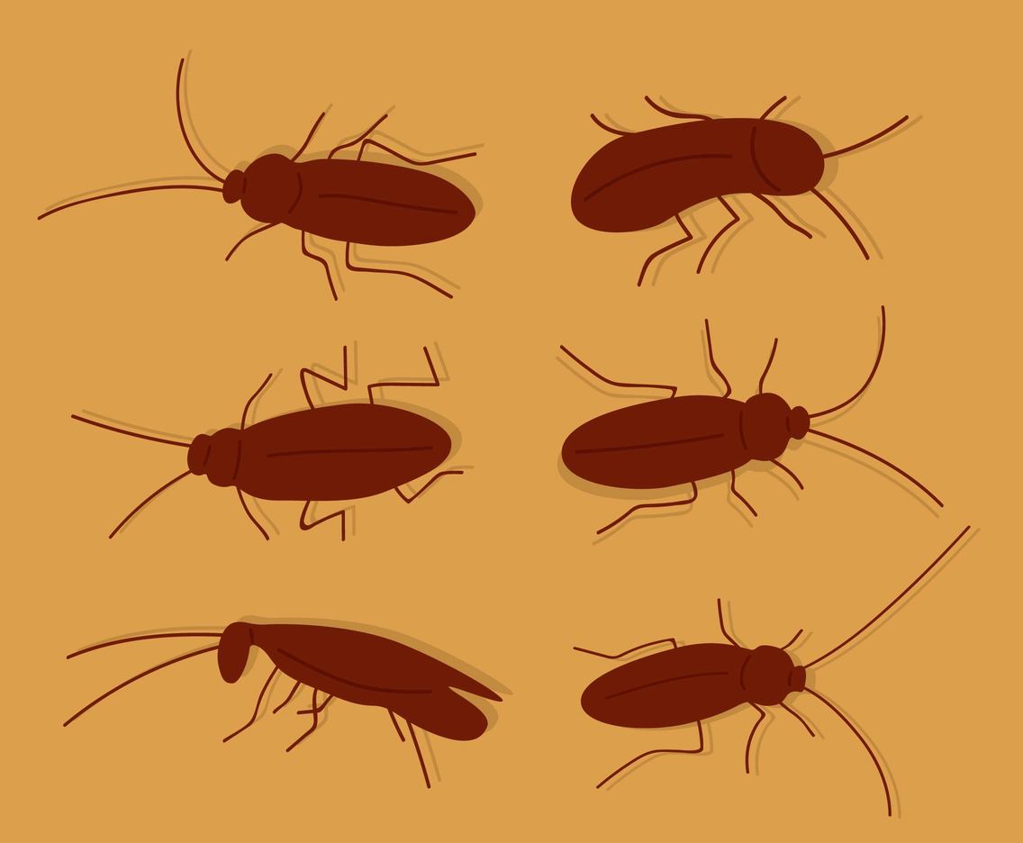 1136x936 Silhouette Cockroach Vector Vector Art Amp Graphics
