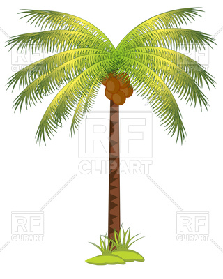 320x400 The Tropical Tree Palm With Fruit Coco Vector Image Vector