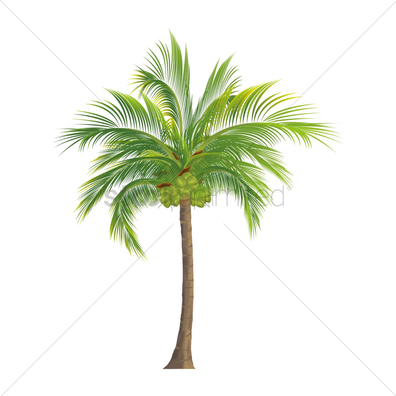 1300x1300 Coconut Tree Vector Image