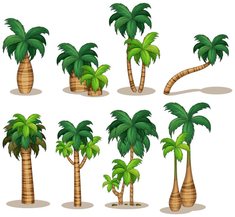 800x740 8 Exquisite Coconut Tree Vector [Eps]