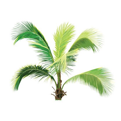 416x416 Isolated Coconut Tree, Natural Plant Sign, Palm Tree Vector