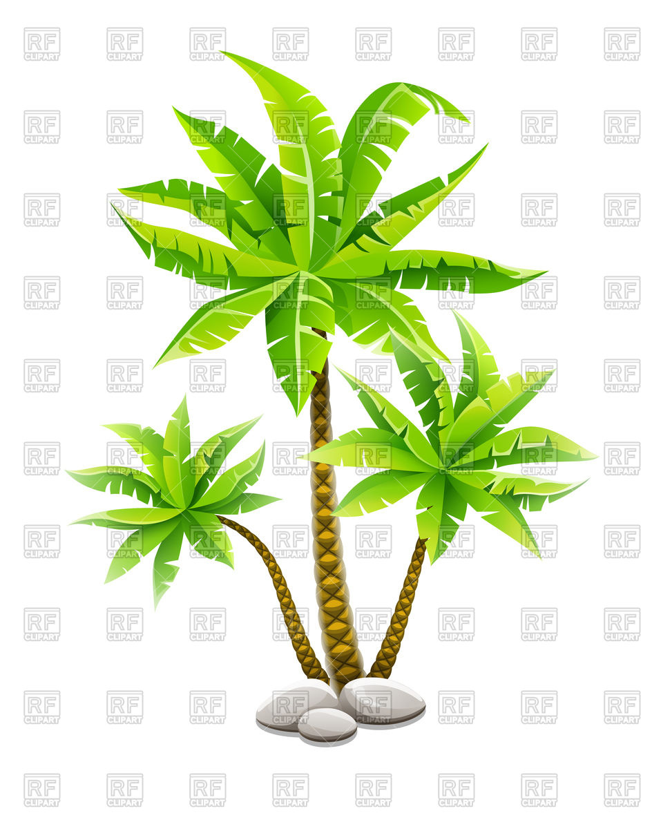 944x1200 Tropical Coconut Palm Trees