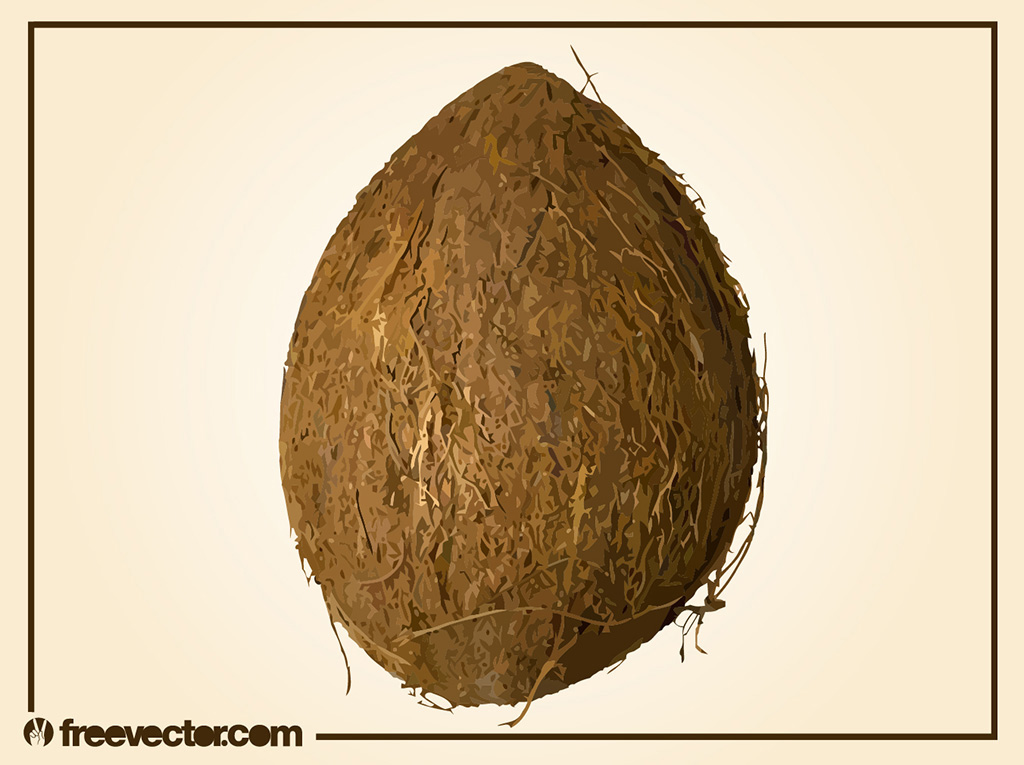 1024x765 Coconut Vector 2 Vector Art Amp Graphics