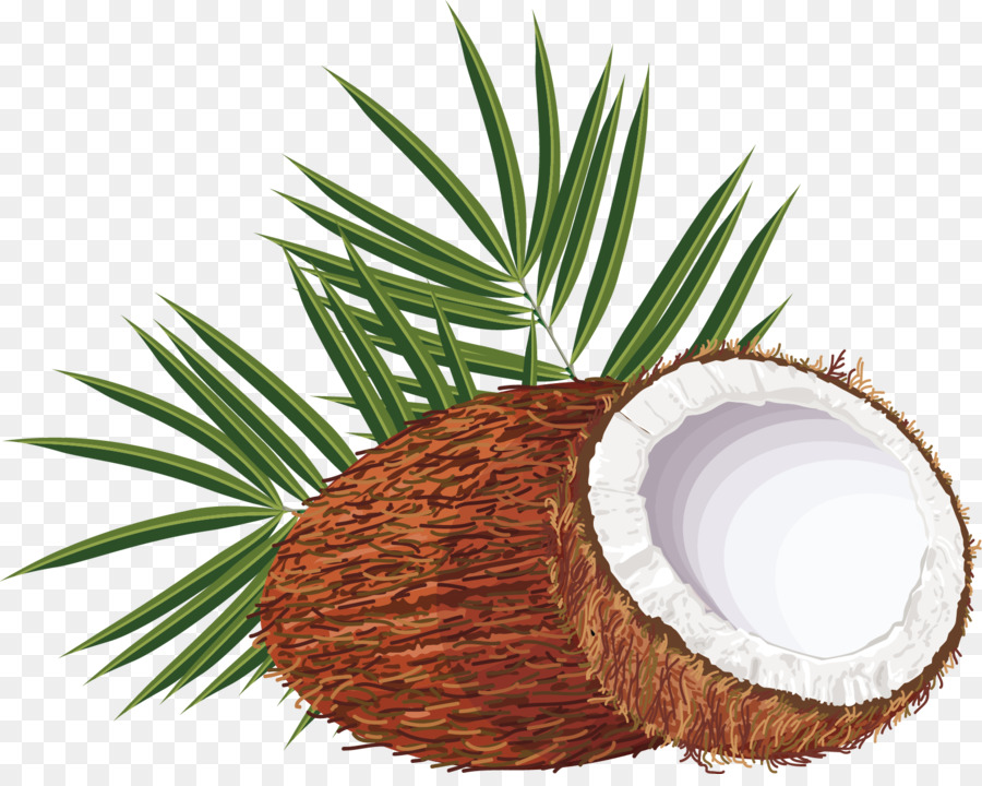 900x720 Coconut Water Arecaceae Clip Art