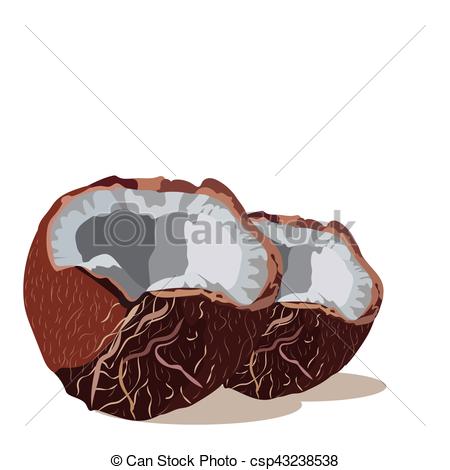 450x470 Fresh Coconut Vector Isolated. Hand Drawn Watercolor On White