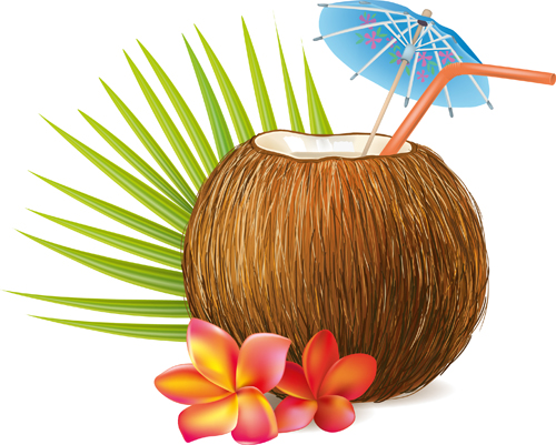 500x401 Realistic Coconut Design Vector Material 02 Free Download