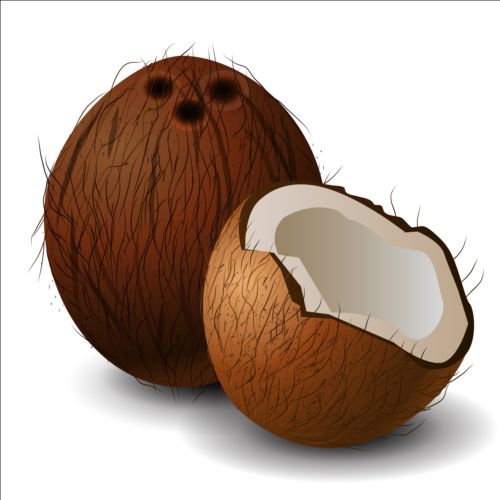 500x500 Realistic Coconut Illustration Vector Free Download