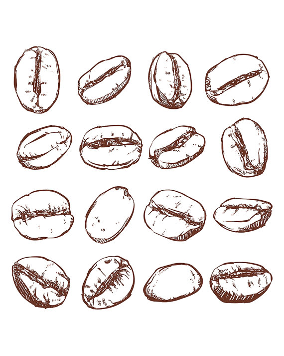 570x713 Coffee Bean Isolated Hand Drawn Vector. Hand Drawn Coffee Vector