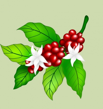 347x368 Coffee Bean Free Vector Download (1,380 Free Vector) For