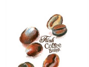 310x233 Coffee Beans Hand Drawing Vectors 02 Free Vectors Ui Download